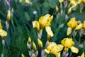 Light yellow blooming Irises xiphium Bulbous iris, sibirica on green leaves ang grass background in the garden in spring Royalty Free Stock Photo