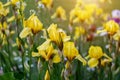 Light yellow blooming Irises xiphium Bulbous iris, sibirica on green leaves ang grass background in the garden in spring Royalty Free Stock Photo