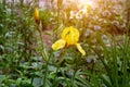 Light yellow blooming Irises xiphium Bulbous iris, sibirica on green leaves ang grass background Royalty Free Stock Photo