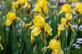 Light yellow blooming Irises xiphium Bulbous iris, sibirica on green leaves ang grass background Royalty Free Stock Photo