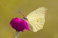 Light-yellow Butterfly on a Bloom