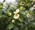 Light yellow camellia, japonica, in full bloom