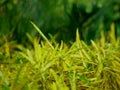 Yellow color multiple leaves closeup with dark green blur tree background