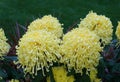 Light yellow color of spider mum `Golden Splendour` flowers Royalty Free Stock Photo