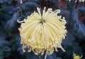 Light yellow color of spider mum `Lava` flower Royalty Free Stock Photo