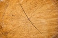 Light yellow cracked wooden texture Royalty Free Stock Photo