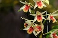 Light yellow Dendrobium flower in garden,