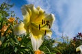 Light yellow flower Lily against the sky. Lily flowers bloom in the garden. Flower Lily closeup. Royalty Free Stock Photo