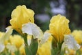 Light yellow flowering iris on a blurred background with rain drops. Iris covered with drops.