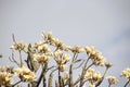 Light yellow frangipani\'s flowers and sky. Royalty Free Stock Photo