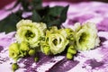 Light yellow-green lisianthus flower on violet background