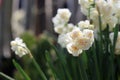 Light Yellow Half Opened King Daffodil / Double Narcissus Flowers Royalty Free Stock Photo