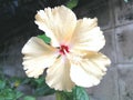 Light yellow hibiscus flower in the outdoor garden