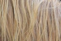 Light yellow horse hair. Horse mane