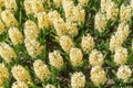 Light yellow hyacinth flower or hyacinthus in spring garden close up. Field with yellow hyacinths Royalty Free Stock Photo