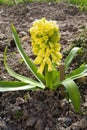 Light yellow hyacinth flower or hyacinthus in spring garden Royalty Free Stock Photo