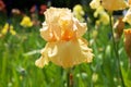 Light yellow iris flower in the garden