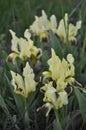 Light yellow iris flowers closeup Royalty Free Stock Photo