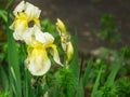 Light Yellow Iris germanica or Bearded Iris on background of blurred green landscaped garden