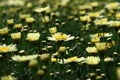 Light yellow Leucanthemum vulgare dof