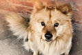 A light yellow long-haired clever dog with shining eyes Royalty Free Stock Photo