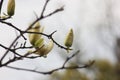 Light yellow magnolia flower  blossoming Royalty Free Stock Photo