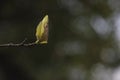 Light yellow magnolia flower  blossoming Royalty Free Stock Photo