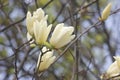 Light yellow magnolia flower  blossoming Royalty Free Stock Photo