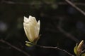 Light yellow magnolia flower  blossoming Royalty Free Stock Photo