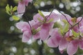 Light yellow magnolia flower  blossoming Royalty Free Stock Photo