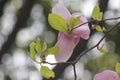 Light yellow magnolia flower  blossoming Royalty Free Stock Photo