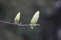 Light yellow magnolia flower  blossoming Royalty Free Stock Photo