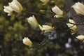 Light yellow magnolia flower  blossoming Royalty Free Stock Photo