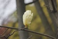 Light yellow magnolia flower  blossoming Royalty Free Stock Photo