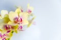 Light yellow orchid flowers on light blue background Royalty Free Stock Photo