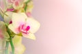 Light yellow orchid flowers on pink background