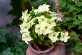 Light yellow Petunia blooming in flower pot outdoors Royalty Free Stock Photo