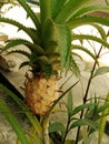 A light yellow pineapple, a beautiful and cute one on the tree. Royalty Free Stock Photo
