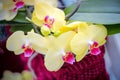 Light yellow and pink orchids spring background Royalty Free Stock Photo