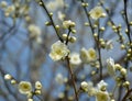 Light yellow plum blossoms with buds on the branch Royalty Free Stock Photo