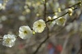 Light yellow plum flowers blossoms on the branch Royalty Free Stock Photo