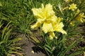 Light yellow polymerous flowers of daylilies in June Royalty Free Stock Photo