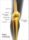 Light yellow realistic bones the of knee