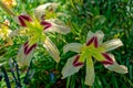 Light yellow with red daylilies Royalty Free Stock Photo