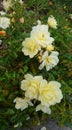 Light yellow rose flower bush in the evening sunlight, dark green foliage of a shrub on the background Royalty Free Stock Photo