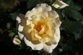 a light yellow rose in a full bloom in the summer garden Royalty Free Stock Photo