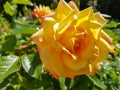 Light Yellow rose single flower closeup, spring romantic plant Royalty Free Stock Photo