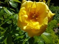 Light Yellow rose single flower closeup, spring romantic plant Royalty Free Stock Photo