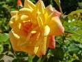 Light Yellow rose single flower closeup, spring romantic plant Royalty Free Stock Photo