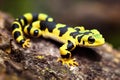 Light yellow spotted salamander crawls on rough bark of tree.